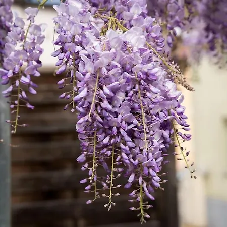 Le De Jade Dannemarie